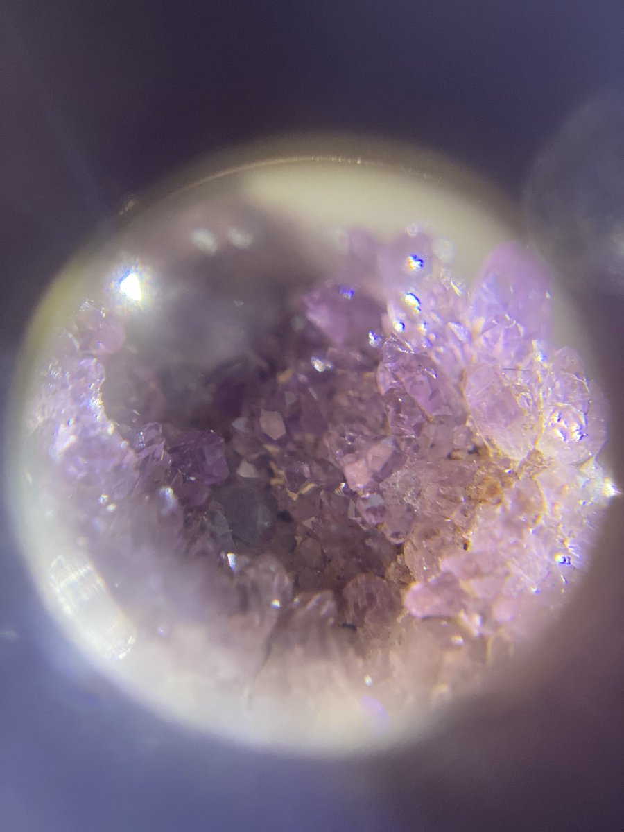 tokyoensis's tweet photo. ルーペ使って写真撮ったらめちゃ綺麗！ https://t.co/r8CFB1ioIp