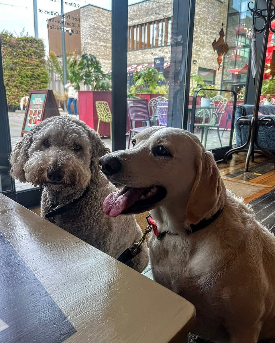 Paws are welcome at Volpo Lounge! 🐾💛

Bring your four-legged friends along this Christmas season 🐶🎄