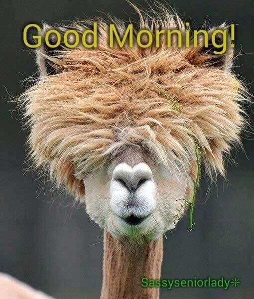 EXTREME MAGA Freckles224 (@freckles224) on Twitter photo 