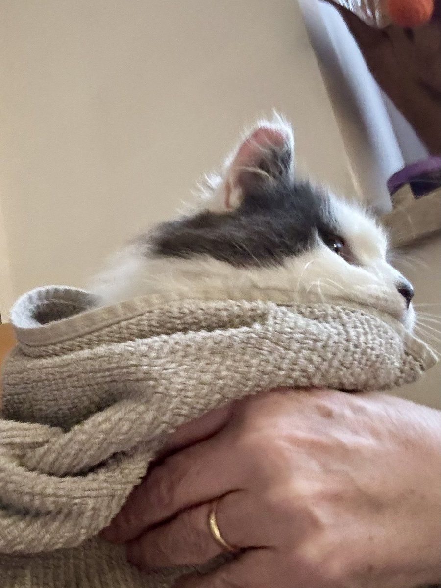 SpanielsSuper's tweet image. IMPORTANT ANNOUNCEMENT 

Look who has ventured inside ♥️

Soaking wet &amp;amp; freezing cold she allowed me to pick her up, wrap her in a warm towel &amp;amp; snuggle her dry 
We sat cuddling until she was completely dry, then she lay by the radiator &amp;amp; had a fuss from dad to be 🤞
She had some