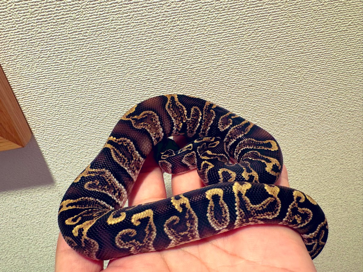 ようこそ我が家へ🫶（土曜から）
お尻にかけてのｼﾞｬﾐｼﾞｬﾐと強調された黄色がすごくいいです

1.0 GHI Cypress het Clown