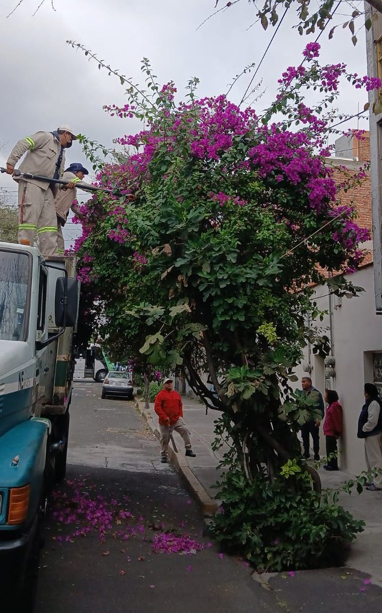 #BuenosDías🌤️ 

Atendimos la solicitud de vecinas y vecinos de la calle Topolobampo en la colonia Álvaro Obregón, con la poda de una bugambilia, misma que se realizó con el fin de liberar el cableado eléctrico.✂️🌳

#ServiciosUrbanos 
#ParquesYJardines 
#VCCercaDeSuGente