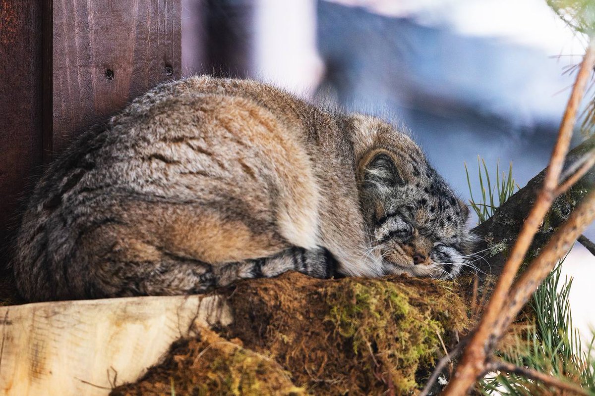 Манул Борис из красноярского зоопарка завершил осеннюю «зажировку» и потолстел до «оптимальных» 6 килограммов.

«Последние три месяца Борис самоотверженно поедал всё, что ему приносили. Мясо, мышек, курицу. Калорийность рациона была увеличена, график кормления соблюдался