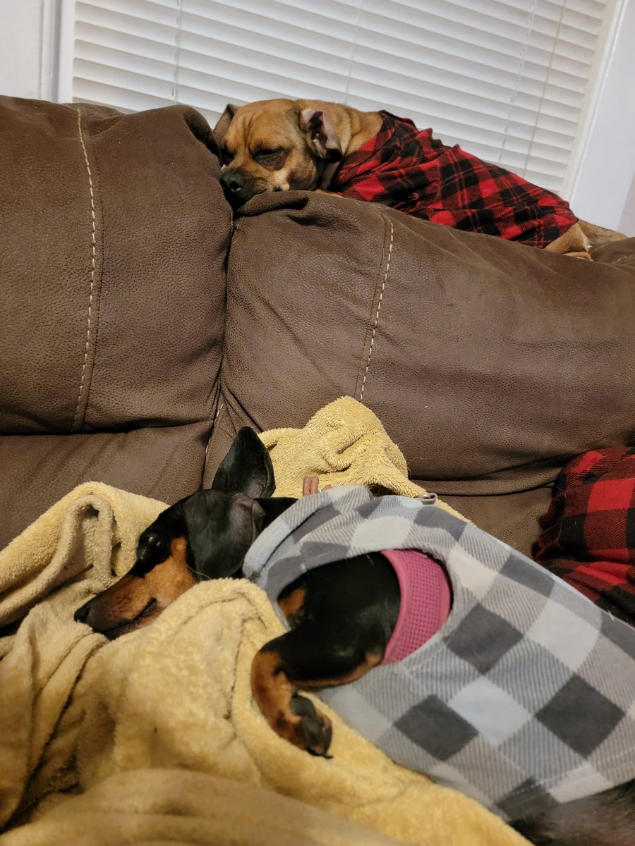 Ruined little things 
#dachshund #Daug #pugweenie