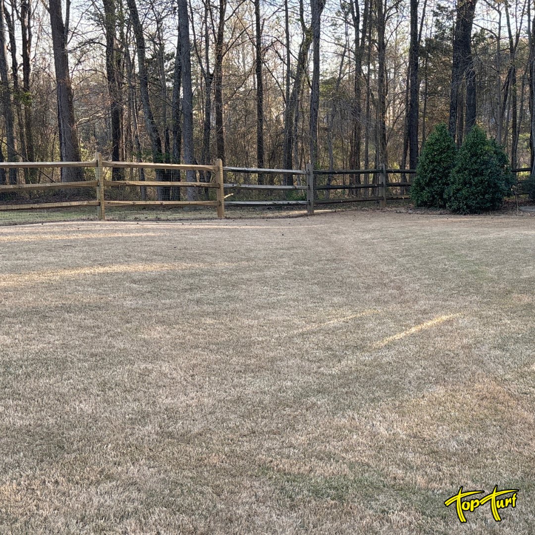 TopTurf's tweet image. Your lawn’s about to hit the snooze button. 😴🍁 Dormancy season is on the way, but with the right care now, it’ll wake up greener than ever!
📸: Mike B.
#TopTurf #LawnCare #PestControl #LawnDormancy #FallLawnCare #HealthyLawn
