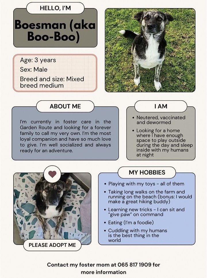 The 3 people who'll hopefully see my post, please RT 🙏🐾❤️

This boy would love a forever home for Christmas. Look at him 😍

Deets on Boesman and contact for Odin foster 👇

Please. Adopt don't shop..