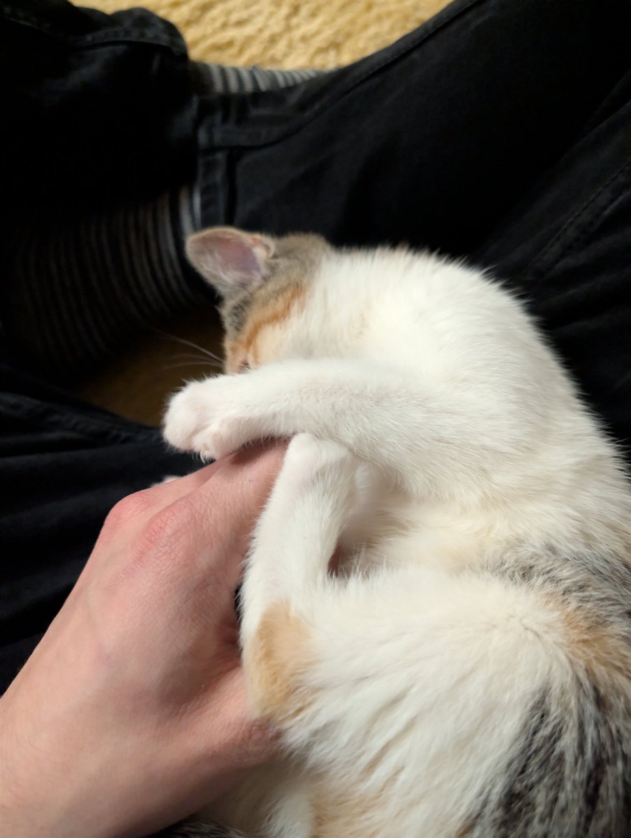 Hilfe!!! ich werde angegriffen!!😿