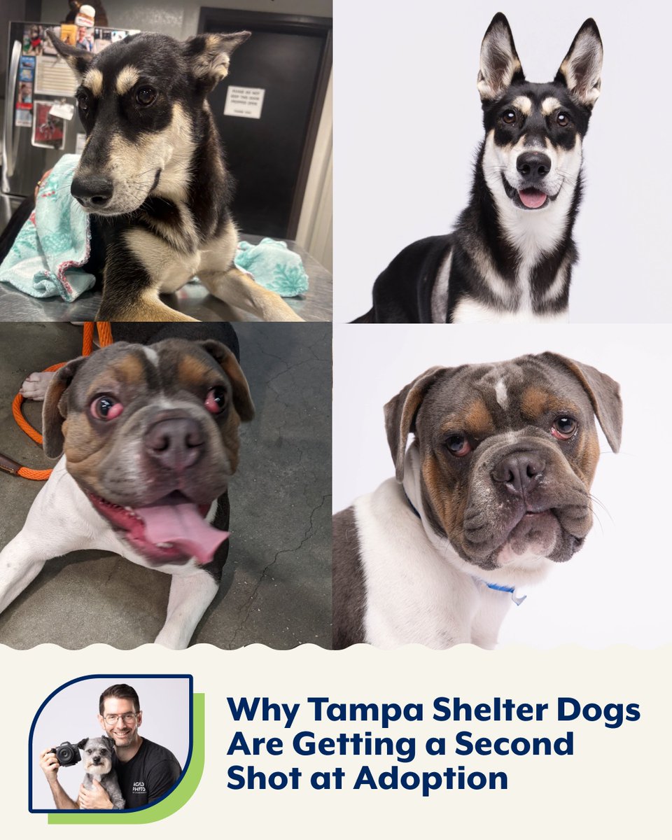 NaturVet's tweet image. Every dog deserves a loving home to call their own: a belief we and @A_GoldPhoto share. It's why Adam started his #SecondShot program, and why we're so proud to be a sponsor.
 
Intake photos seldom do pups justice, as the unfamiliar setting and situational anxiety can throw them