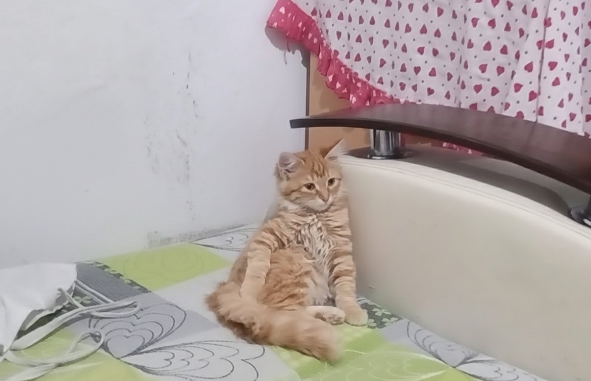 Bu kedi veterinerde tedavi görüyor dualarınızı bekliyor 😻