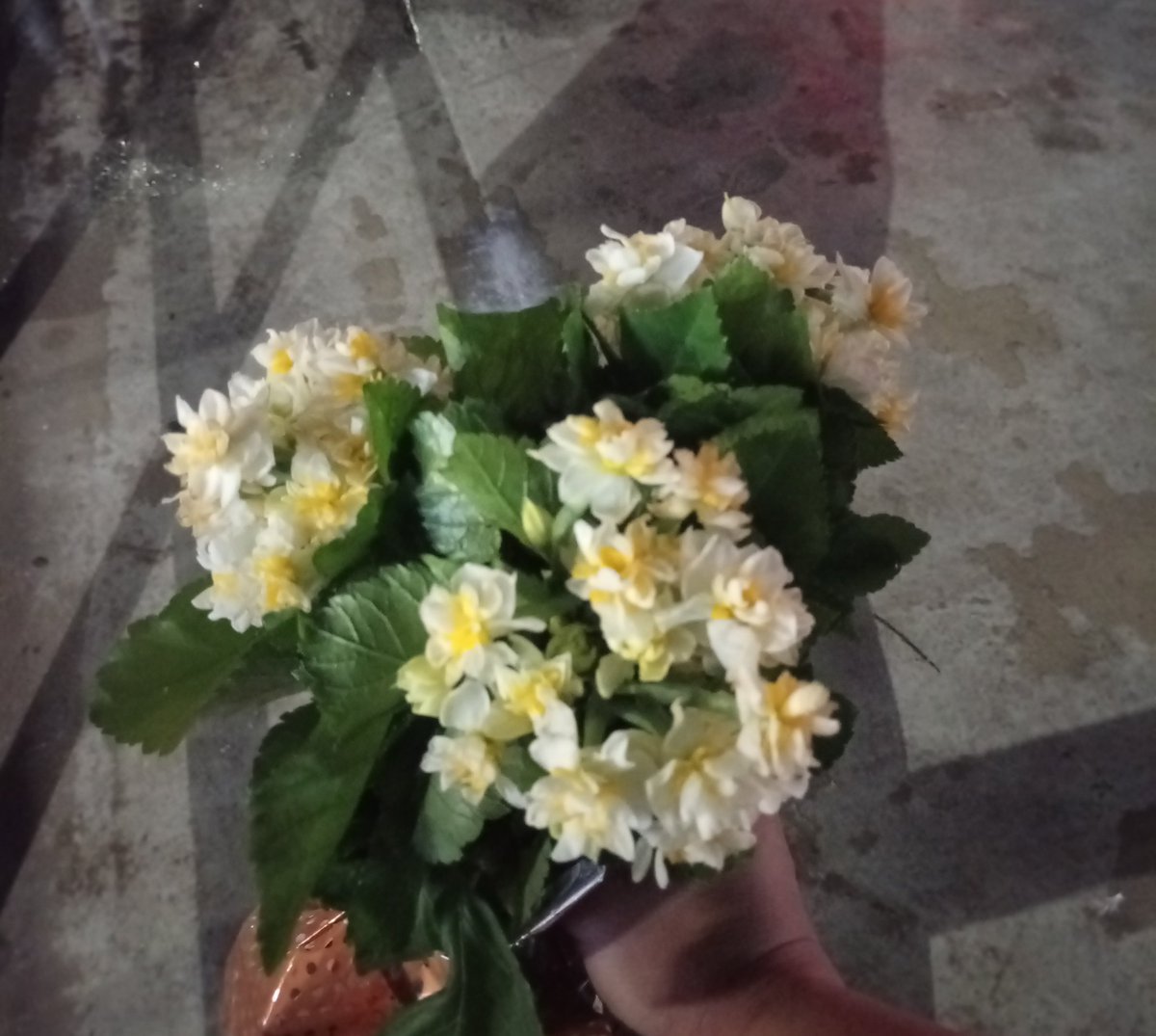 İlk nergislerime kavuştum 😊🌼🫶