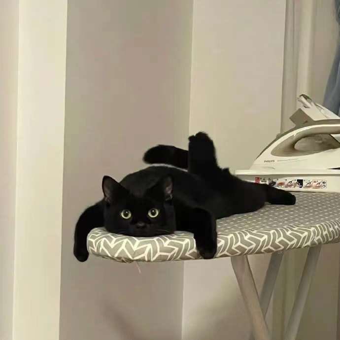 visualscat's tweet image. 