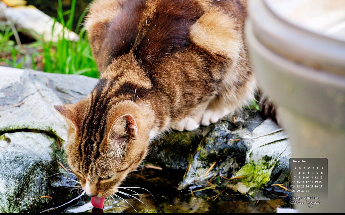 Pagani's tweet photo. The Feral Life Cats: December Cat of the Month Calendar Wallpaper - at least we've made it this far. #CatsOfTwitter 

 https://t.co/bNW9IEmySx https://t.co/4Ls3j2Rx2H