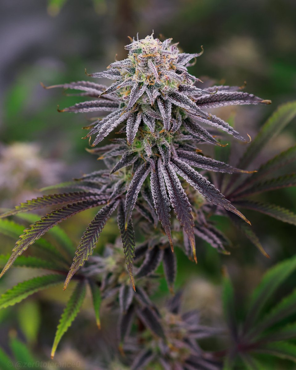 Good morning good morning. Hope you all had a nice weekend 🌱🤘