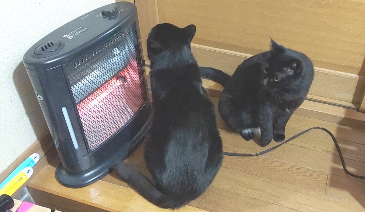 hologon15's tweet image. 師匠と姐さん、ストーブにあたる事を覚えて、雪の降り出しそうな夜は暖房の効いた屋内で寝ている。

それでも時々外に出て一時間くらい見張りを怠らない。
(それは必要ない事は、理解してくれそうにない)

まぁ、雪が積もれば基本的に仲間の所で過ごして、時々こちらが無事か様子を見に来るだけだが。