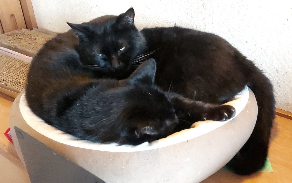 hologon15's tweet image. 師匠と姐さん、ストーブにあたる事を覚えて、雪の降り出しそうな夜は暖房の効いた屋内で寝ている。

それでも時々外に出て一時間くらい見張りを怠らない。
(それは必要ない事は、理解してくれそうにない)

まぁ、雪が積もれば基本的に仲間の所で過ごして、時々こちらが無事か様子を見に来るだけだが。