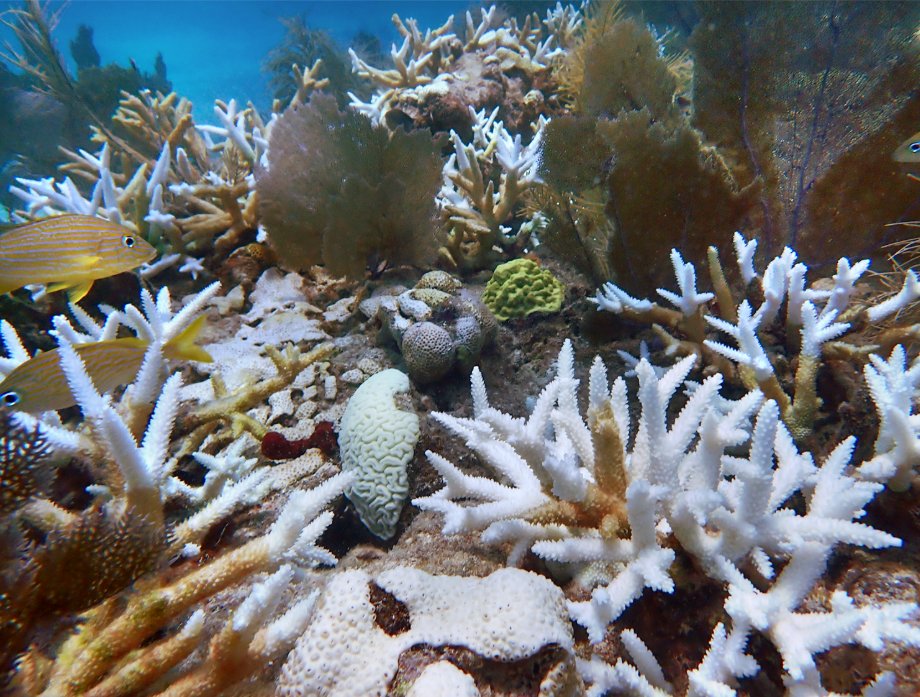 NOAAHabitat's tweet photo. In the wake of Florida’s 2023 severe coral bleaching event, NOAA and partners are using cutting-edge strategies to restore healthy reefs and create more heat-resilient corals. #CoralsWeek

https://t.co/xsJpJjqmZC https://t.co/7qaeYhG1Y2