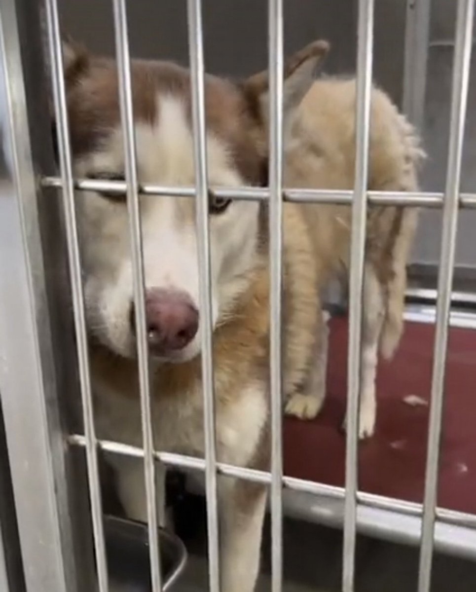 mapleveewesem's tweet image. 💔🆘️💔 Lancaster #California ACC posted that senior MISTY was surrendered with a younger sibling, 5 yo DAISY, another big girl at 80 lbs. They MUST leave together. Extremely bonded &amp;amp; MISTY will just give up without her bestie 😪 info 🔽  
#A5740521 #A5740536