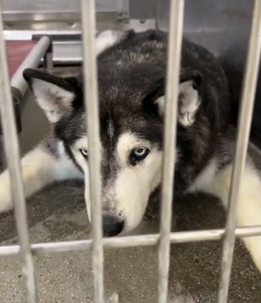 mapleveewesem's tweet image. 💔🆘️💔 Lancaster #California ACC posted that senior MISTY was surrendered with a younger sibling, 5 yo DAISY, another big girl at 80 lbs. They MUST leave together. Extremely bonded &amp;amp; MISTY will just give up without her bestie 😪 info 🔽  
#A5740521 #A5740536