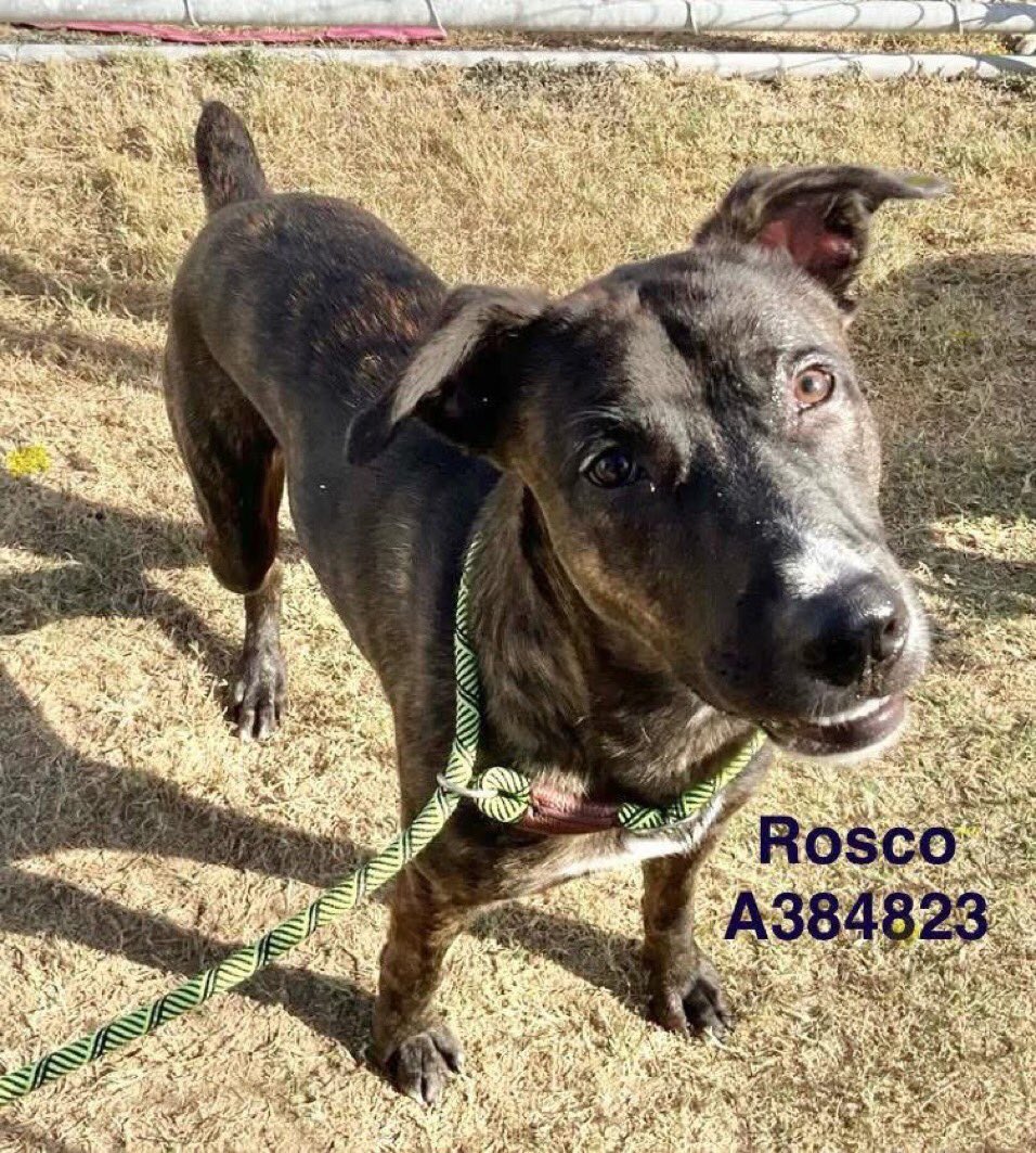 ROSCO #A384823, happy 2yo in spite of his sad existence facing death TODAY12/1 @ Corpus Christi AC‼️
Great disposition!
Likes👩🏻‍🤝‍👨🏽
Wants 2 be a faithful companion 2 anyone ready 2 give him a good🏠
Plz don’t let him die!
#ADOPT if you can
If you can’t, plz PLEDGE
#RESCUE
He matters!