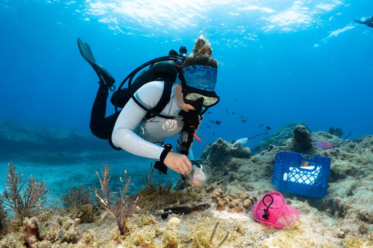 NOAAHabitat's tweet photo. In the wake of Florida’s 2023 severe coral bleaching event, NOAA and partners are using cutting-edge strategies to restore healthy reefs and create more heat-resilient corals. #CoralsWeek

https://t.co/xsJpJjqmZC https://t.co/7qaeYhG1Y2