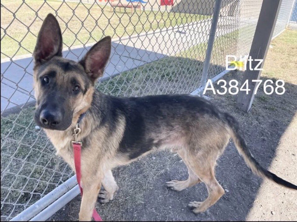 BLITZ #A384768 anxious 5yo who’s obviously suffered!
Such a sad face!
A good boy who needs ❤️ &amp; care!
Plz save him from ☠️ @ Corpus Christi AC‼️
Friendly &amp; wants attention
So clear he was deprived of affection &amp; comfort!
Plz PLEDGE
#RESCUE
#FOSTER
#ADOPT
He matters!