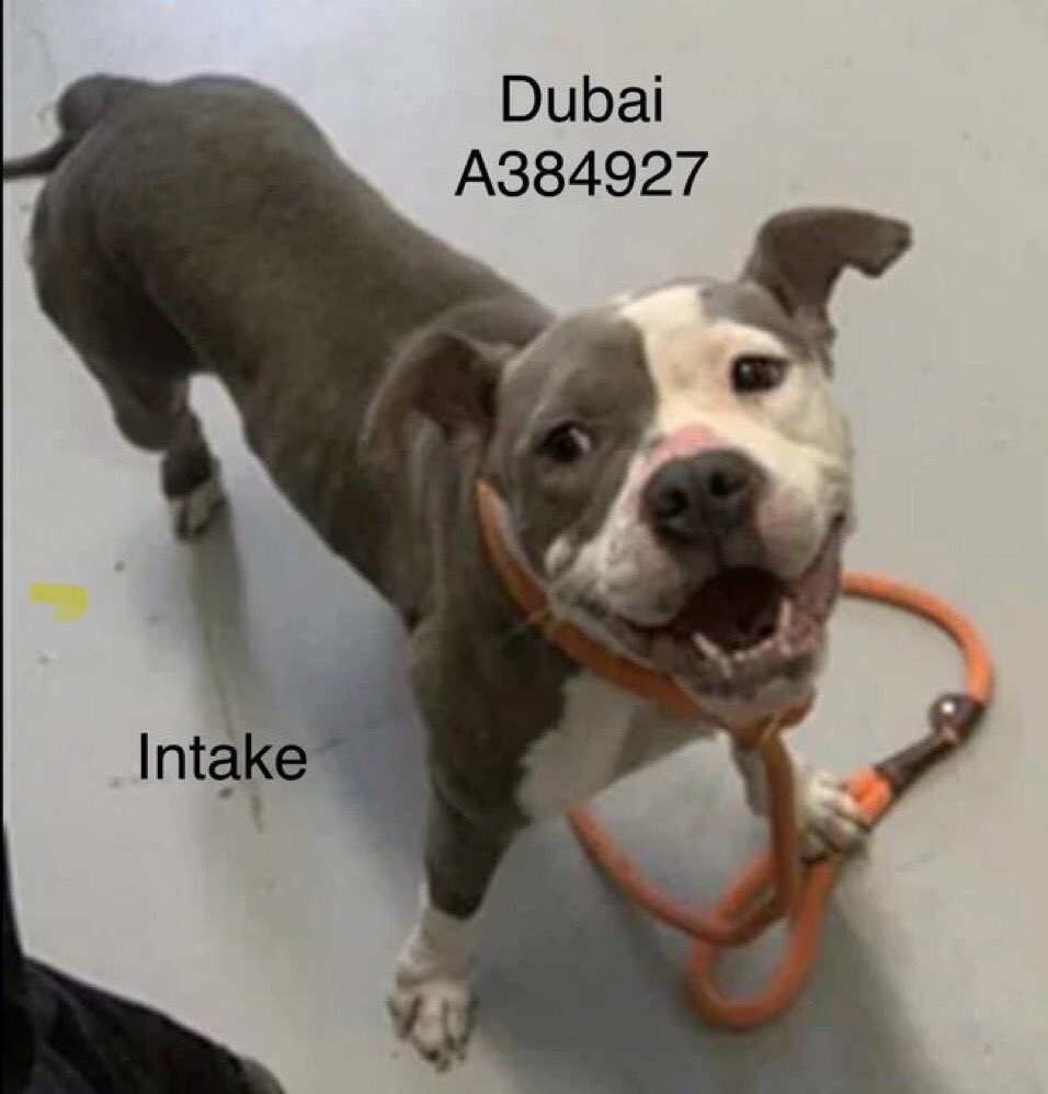 DUBAI #A384927 is pleading 4 her life!
Doesn’t want 2 be killed TODAY 12/1 @ Corpus Christi AC‼️
Loves people &amp; just wants a furever 🏠 where she can be a  dedicated pet
Plz don’t let her down!
PLEDGE 4 #RESCUE
#FOSTER
#ADOPT
Make her yours!
She matters!