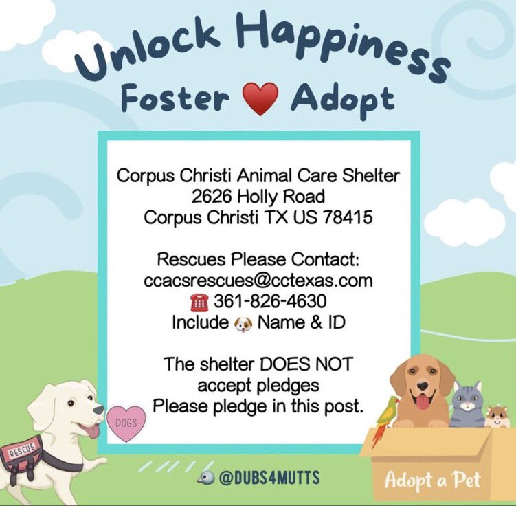 DUBAI #A384927, only 2yo &amp; in danger of ☠️ @ Corpus Christi AC‼️
Friendly girl who loves attention!
All  she wants is a loving home &amp; a happy life
She’s spayed &amp; ready 2 go!
Why don’t you make her dream come true &amp; #ADOPT her?
If u can’t, plz PLEDGE 4 her #RESCUE
She’s a sweetie!