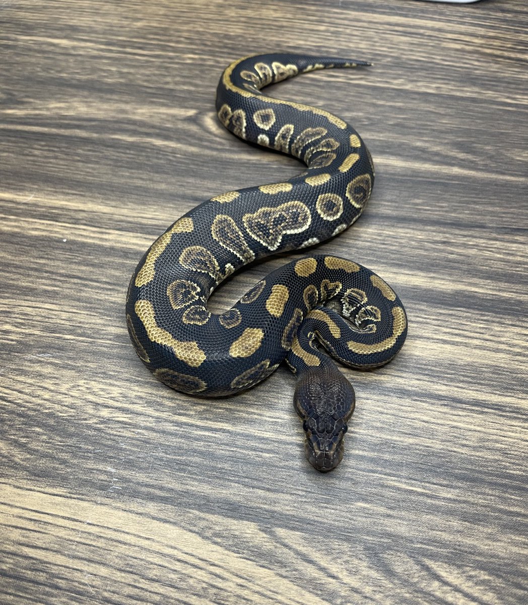 でらなごや出品個体紹介

1.0 マホガニー

#でらなごや
#愛知県産
#ボールパイソン
#ballpython
#爬虫類