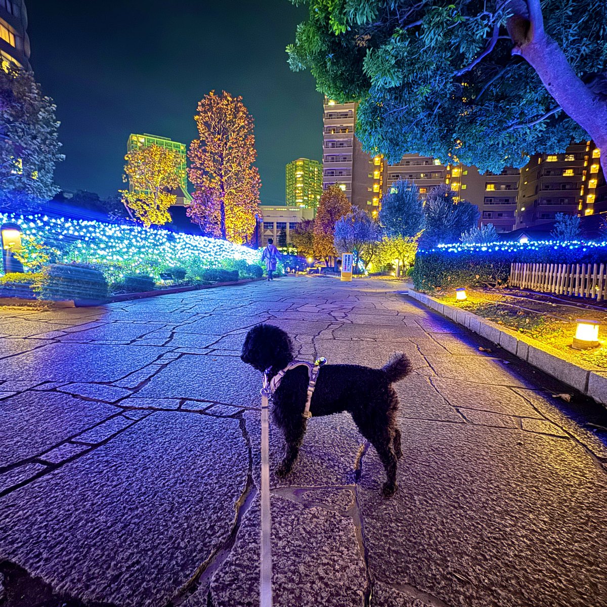 ここ、なんかキラキラ🤩