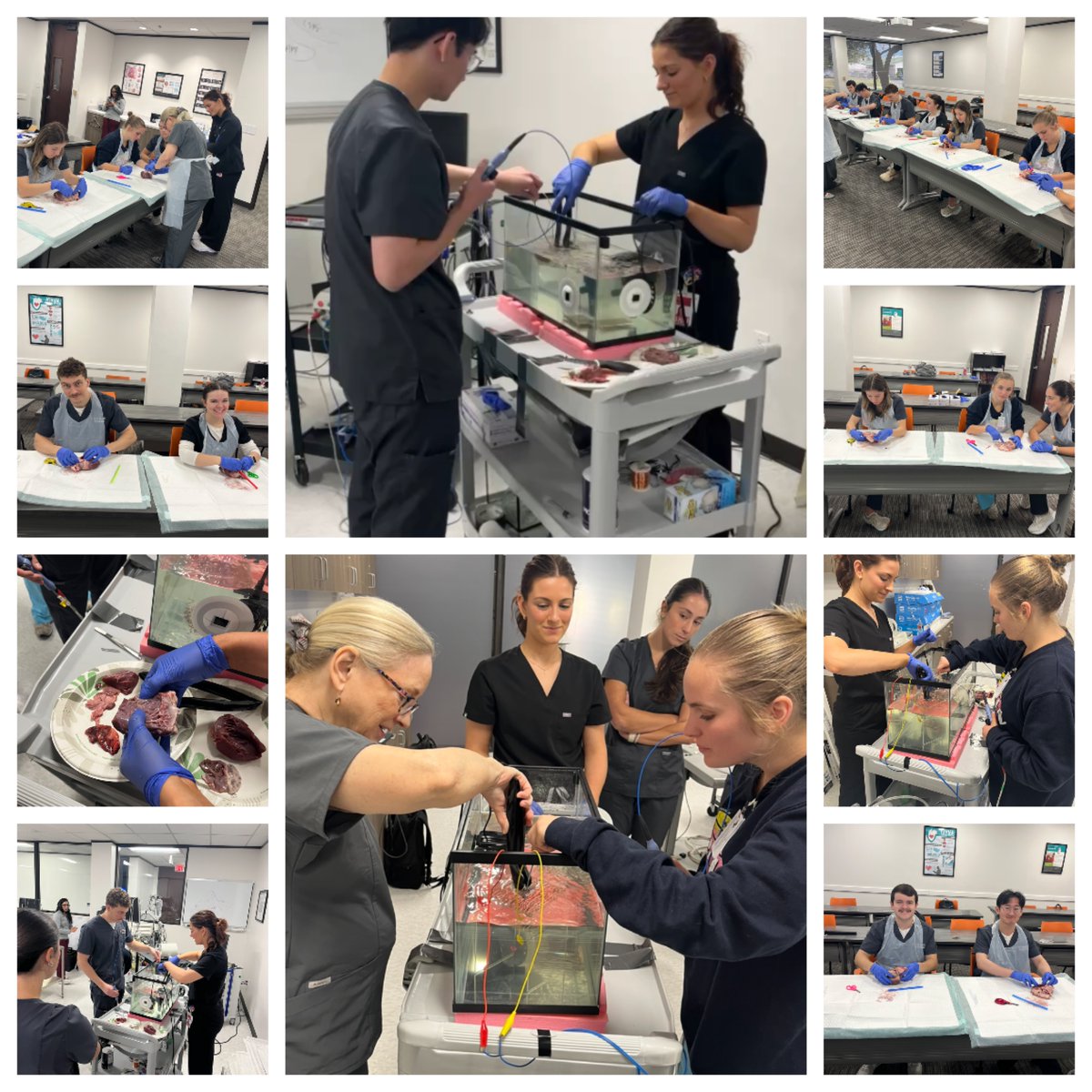 EpProgram's tweet photo. We finished up the EP and SH portions of our program with a heart dissection and an ablation simulation. Thank you, Dr. Anne Dougherty, Jenna Hanson & Johnson & Johnson MedTech for your expertise and support!
#electrophysiology #cardiology #biology #exercisephysiology #kinesiology #biomedicalengineering
https://t.co/cnjxRAlRF5