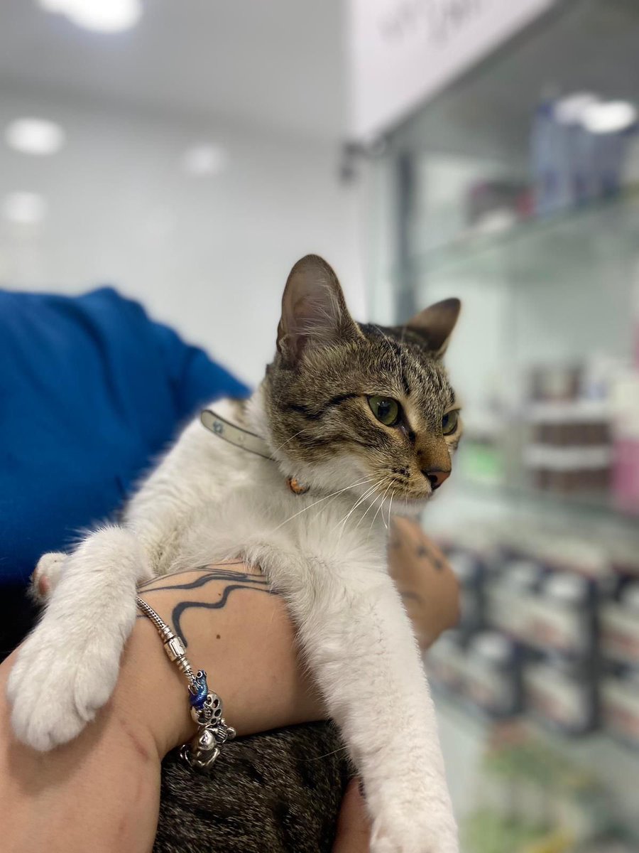 Bir canlıyı eşyalarıyla beraber sokağa bırakmak…
İnsanın kalbi gerçekten kaldırmıyor.
Bir ağaca, bir çiçeğe bile bağlanan insan, nasıl birlikte yaşadığı canı gözünü kırpmadan kapının önüne koyuyor?
Bu çocuğa bir daha aynı acıyı yaşamaması için acil, kalıcı  bir yuva arıyoruz.