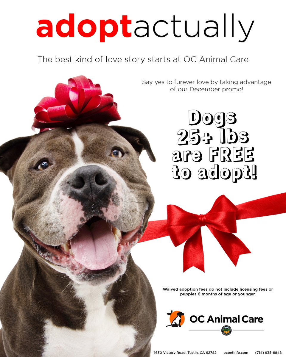 Meet your rom-com ending at OC Animal Care! Pair with a sweet dog that says, "To me, you are paw-fect." Adopt any dog over 25lbs and their adoption fee is waived.

Every dog deserves a happily ever after. You could be theirs. Come visit us and adopt your new best friend today!