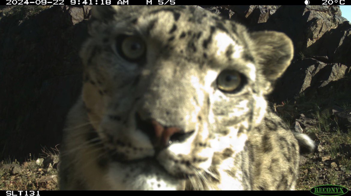 trailcam tweet media