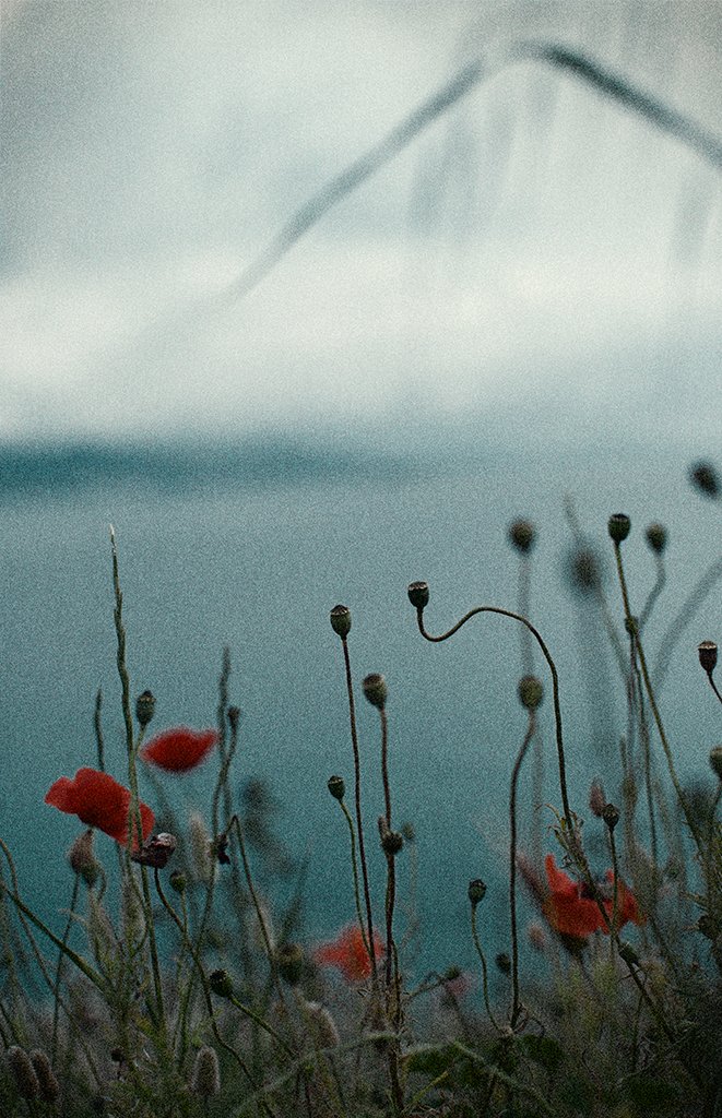 SveBekyarova's tweet image. Gm with 2 sales! 😍 

Flowers for Elias and Rev — your support keeps my art journey glowing. 
Thank you, beautiful souls! 🌸🤗💜
@nft_clctr @growthrev 

&quot;Petals at the Edge of Night&quot;
4/6
5 xtz
🥀