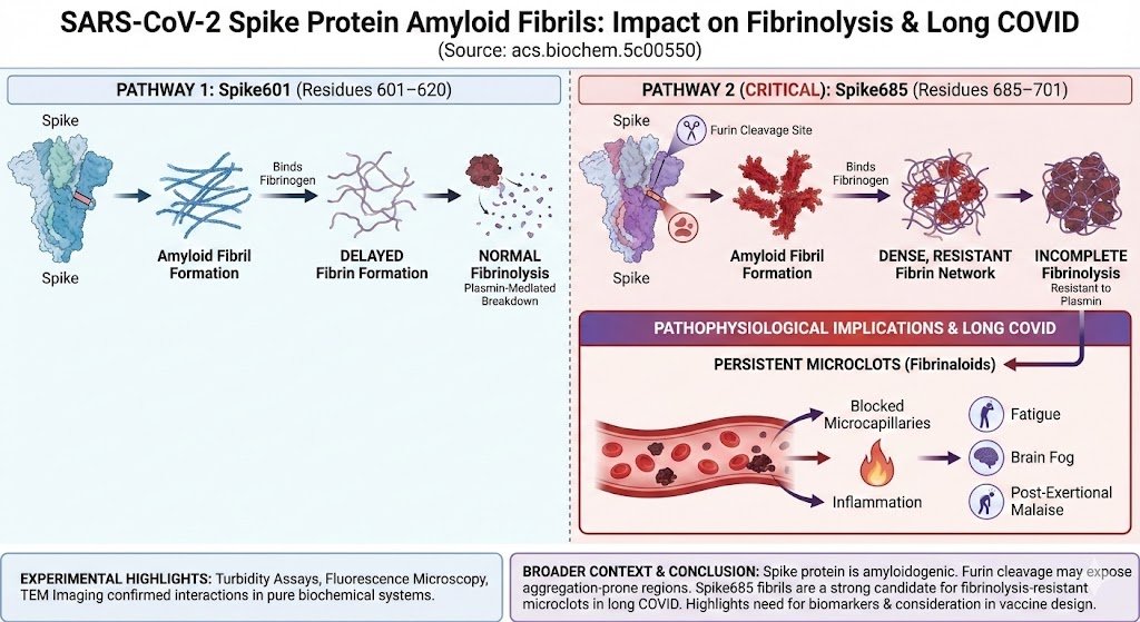 Spike protein fragments can form amyloid fibrils that disrupt clot breakdown.

The 685–701 region creates dense, resistant clots linked to long COVID symptoms like fatigue, brain fog, and microvascular blockage.
pubs.acs.org/doi/10.1021/ac…