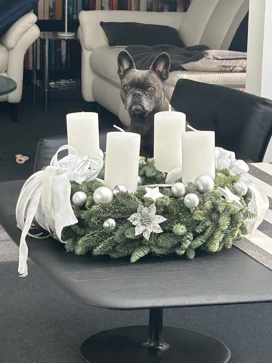 SigridBaumPR's tweet image. Und Sally wacht über den Adventskranz. Schwierige Aufgabe