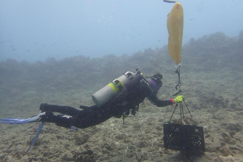 NOAAHabitat's tweet photo. Cutting-edge coral restoration techniques are helping rebuild coral reefs that were damaged when the M/V Vogetrader cargo ship ran aground off the coast of O‘ahu. #CoralsWeek

https://t.co/1hw2dAzpxi https://t.co/SI2MVGc54q
