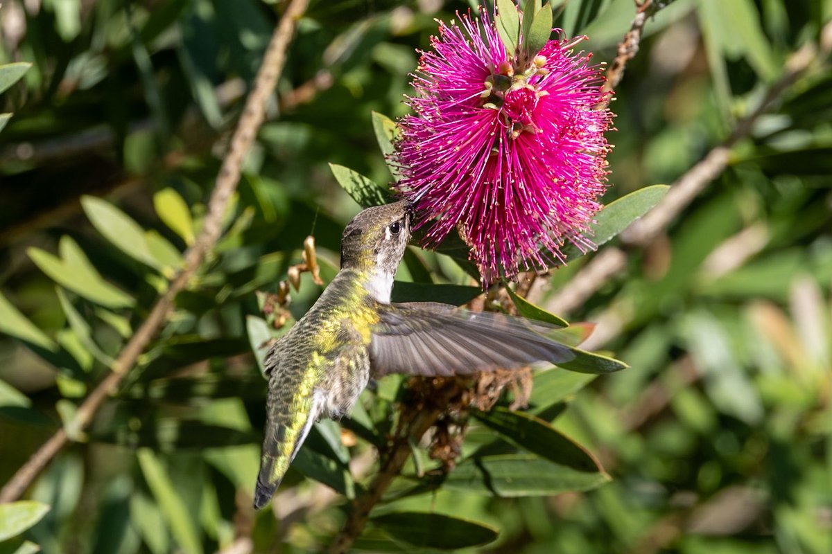 Anna’s #hummingbird with bottle brush at the SF Botanical Garden in October. I was lucky to see many of these beauties on my trip out West! #birds #birding #BirdsSeenIn2025 #California