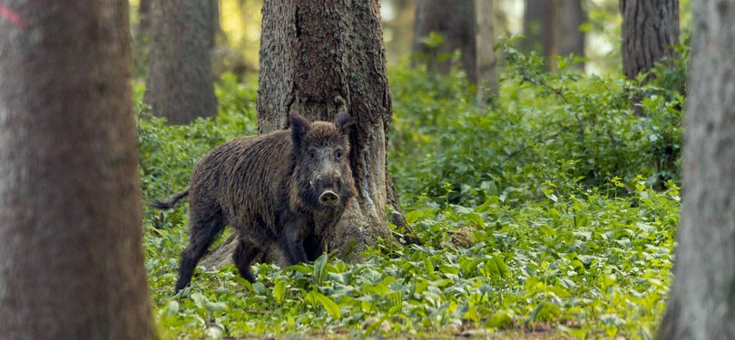 Ecognitio tweet media