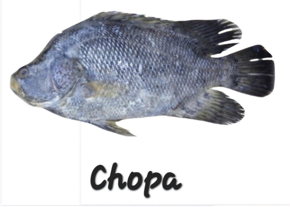 elgaleonmx's tweet photo. #PescaderíaElGaleón,
En imagen una #Chopa; #Pescado de sabor suave y textura firme.
El método de cocción recomendado para la especie, es al horno, ya que permite cocinarlo de manera uniforme sin afectar la calidad de su carne.
Buenos días. https://t.co/TXG1w3ZHV7