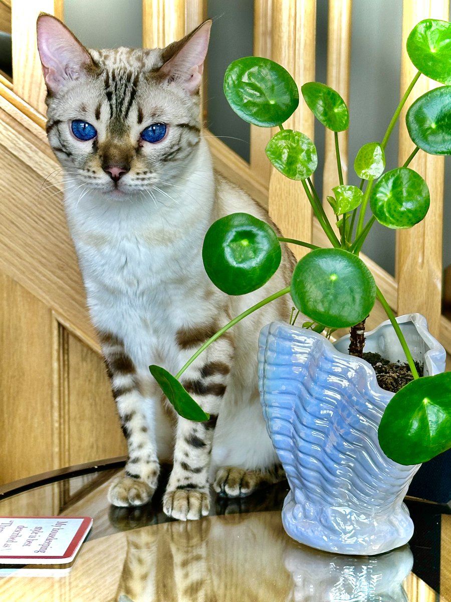 This picture was just taken on an iphone...

It is really kewl when you can get a picture of those bright blue eyes...

Zuzu!