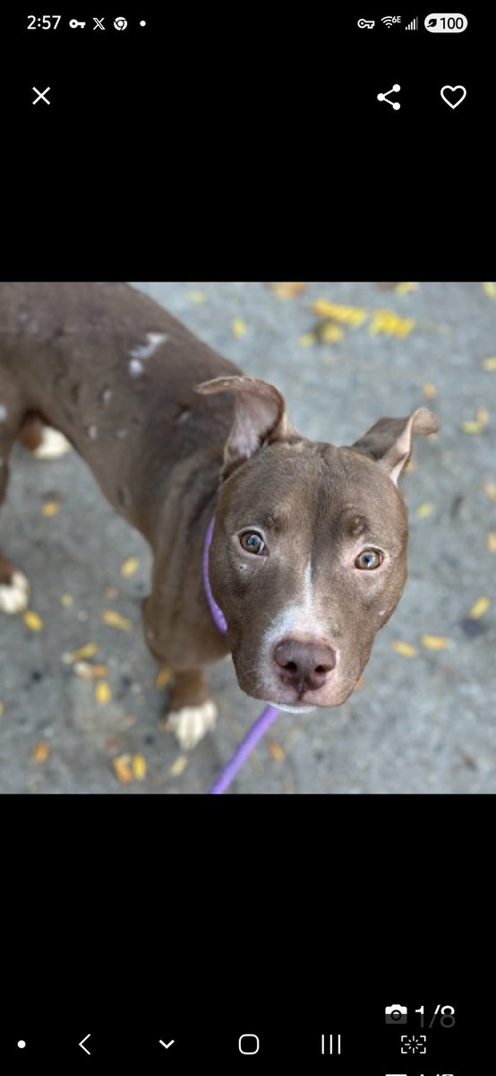 MyBoxerLuvMac1's tweet image. 💔Auburr💔
#NYCACC #240018 3y
▪️Relisted TBK: 12/2💉
#AdoptMe 

Precious sweetie&apos;s💔, arrived stray.
Fearful, tucked tail.
Trying 2 be brave, warmed w select handlers.
Life hasn&apos;t been easy 4 thus angel.
Has CIRDC, alopecia, undetermined allergies &amp;amp; pyoderma.
She&apos;s resilient +…