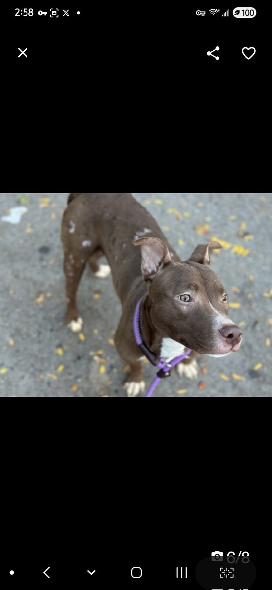 MyBoxerLuvMac1's tweet image. 💔Auburr💔
#NYCACC #240018 3y
▪️Relisted TBK: 12/2💉
#AdoptMe 

Precious sweetie&apos;s💔, arrived stray.
Fearful, tucked tail.
Trying 2 be brave, warmed w select handlers.
Life hasn&apos;t been easy 4 thus angel.
Has CIRDC, alopecia, undetermined allergies &amp;amp; pyoderma.
She&apos;s resilient +…