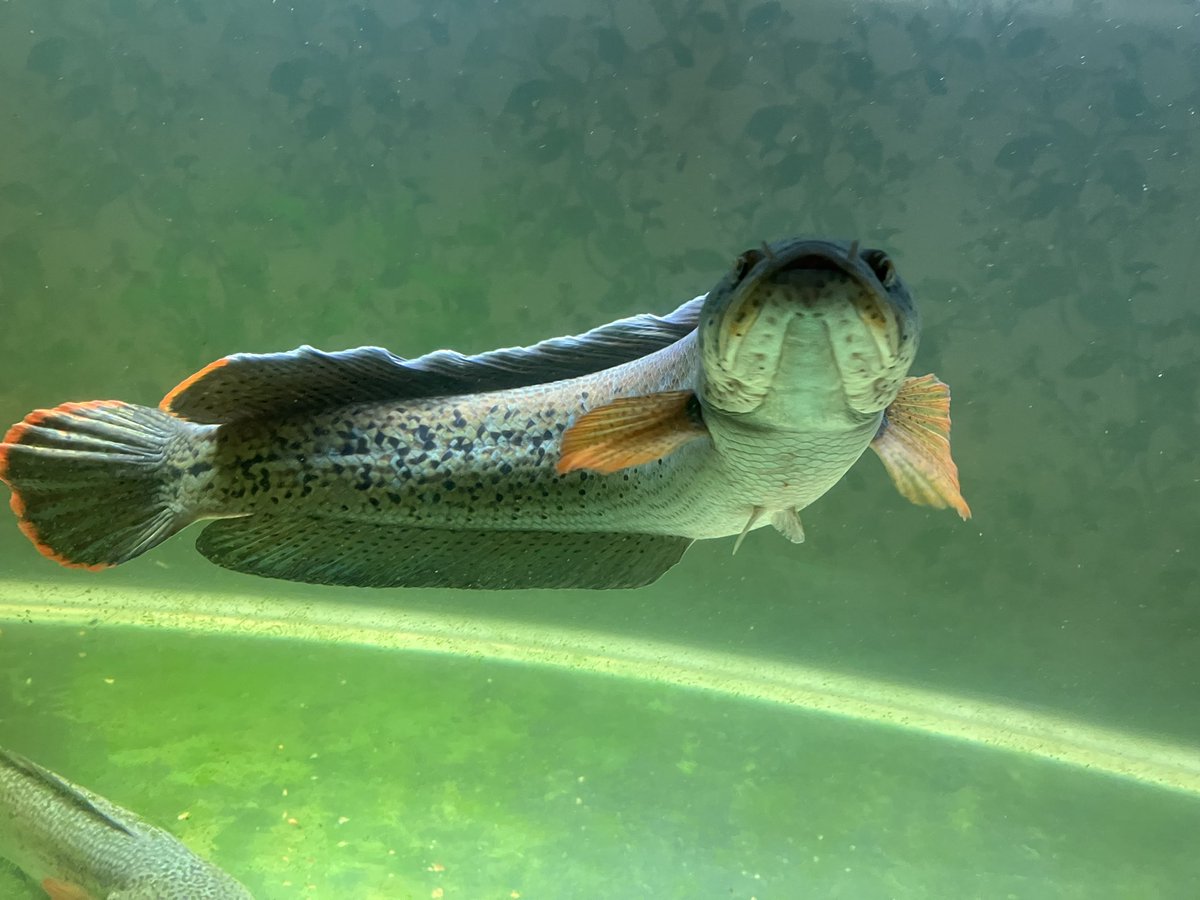 チャンナバルカ