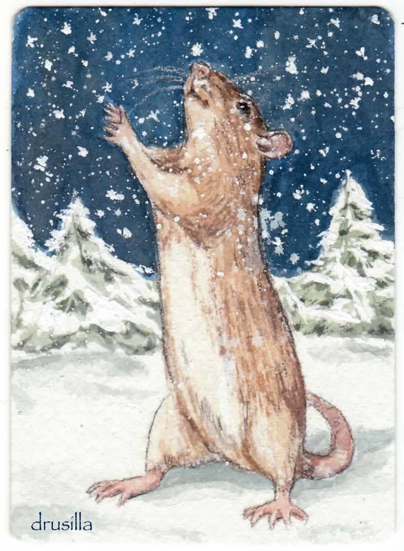 Happy December! #theillustratedrat