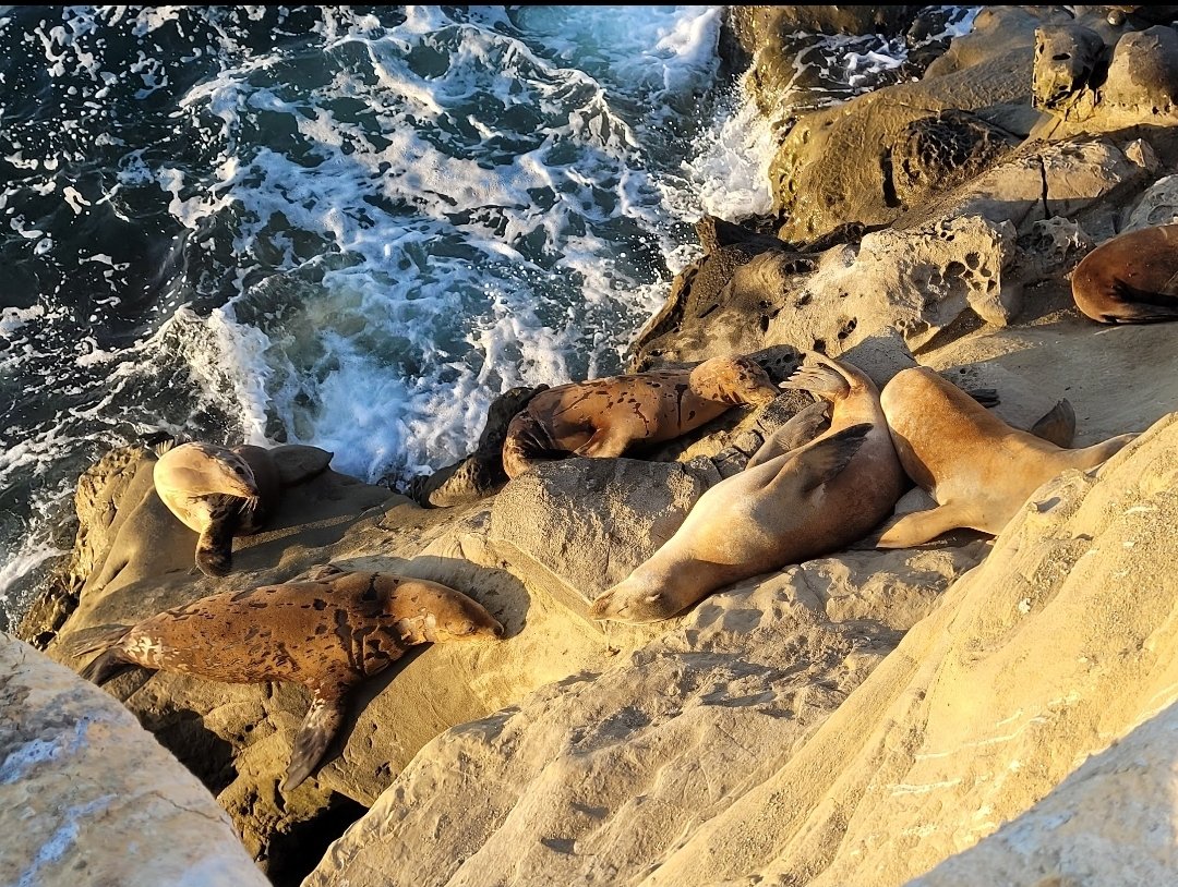 BurntScone's tweet photo. -beside them. I was a tourist myself, but I wasn't stupid enough to jump into white shark infested waters next to Bulls about to go into rut.
My mother's genes defended me against my father's, and sat my pale ass on that Cliffside and enjoyed the crashing waves. https://t.co/7Ypoxa047u