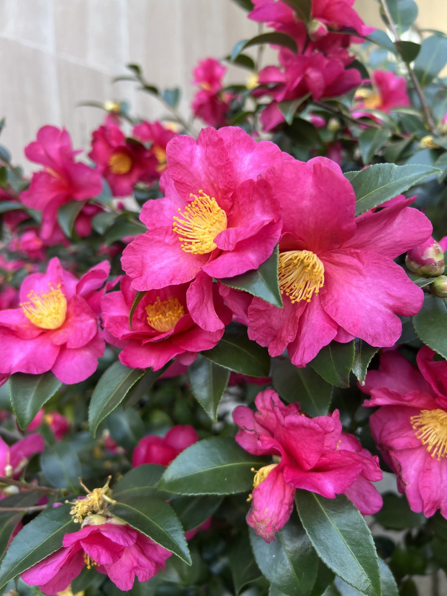 SIGardens's tweet photo. Save the Date! exhilarating spaces that provide delight and inspiration to millions of visitors to the Smithsonian museums in Washington, D.C. each year. Consider donating to Smithsonian Gardens this #GivingTuesday. https://t.co/l2VFzTDG6B? https://t.co/olnxREZY3K