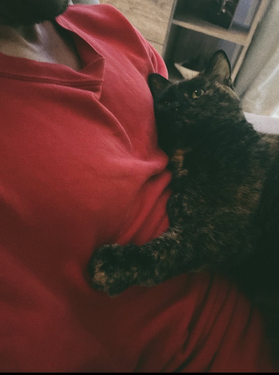 One last cuddle today, god they really do bring so much love into our lives don’t they. Gonna miss her.
Sophie 2011-2025 x