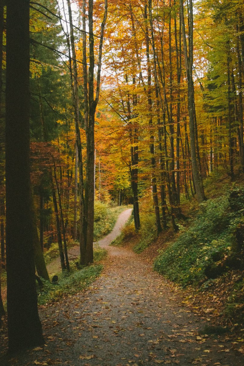 yoga_and_more's tweet image. ein Weg 🍃 🍁 🍂 🍃 🌻 🐿️ 🐾 #nature 💐 🌞