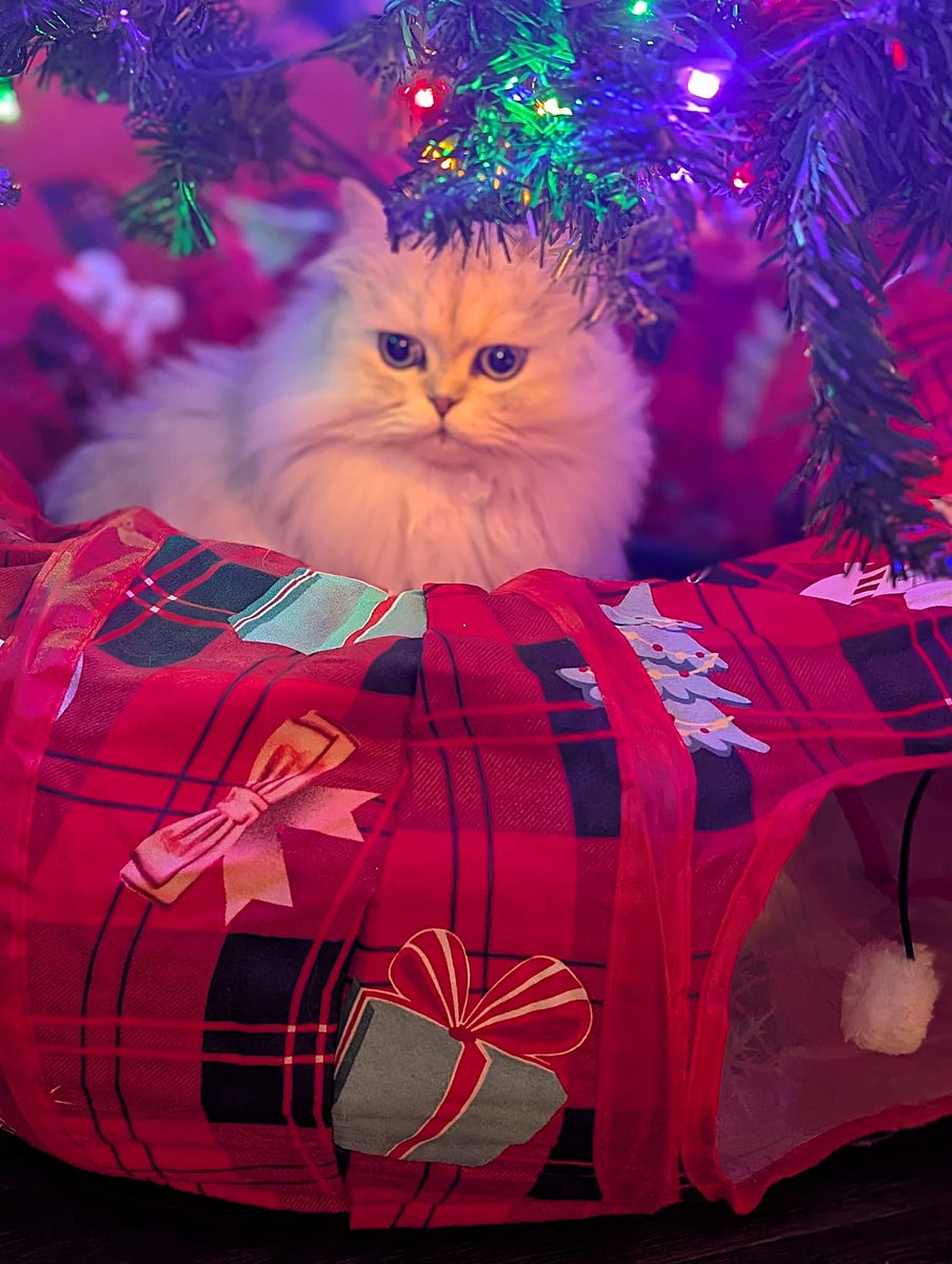 Day #2: tree, still standing.